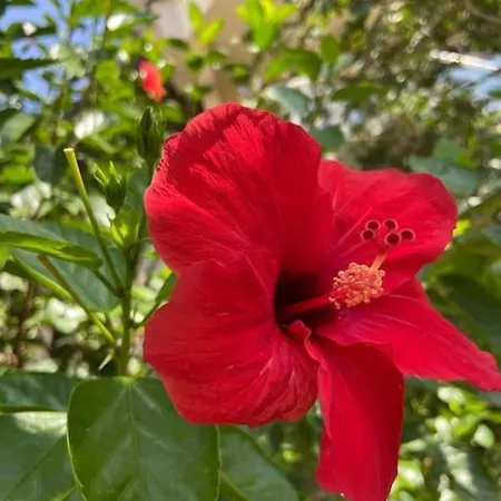 ヴィラ With Garden, 500 M To Beach, Close To